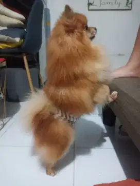 Minipom jantan stambum 4thn