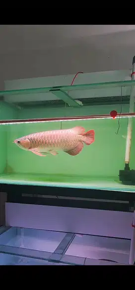 Ready Ikan Arwana Super Red Jumbo Murah