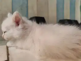 Kitten Anggora Turkies 2bln