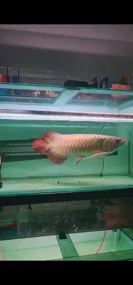 Ready Ikan Arwana Super Red Jumbo Murah Sby