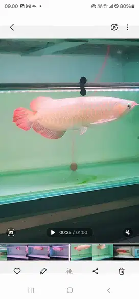 Ready Ikan Arwana Super Red jual murah