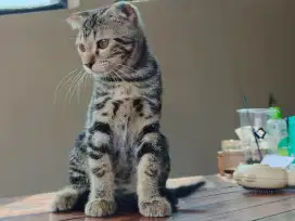 Scottish Fold Betina – 3 Bulan, Motif Classic Tabby Langka!