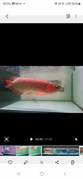 Ready Ikan Arwana Super Red Istimewa Jumbo