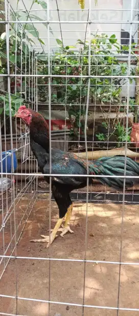 ayam pakhoy muda bulbi semi 5-6 bulanan