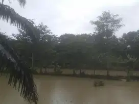 Perkebunan sawit murah