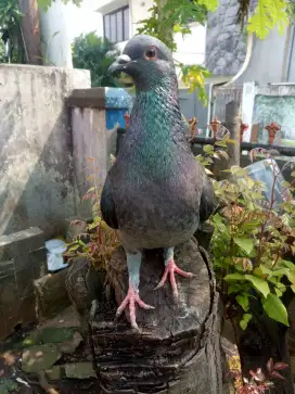 Burung dara giring sepasang