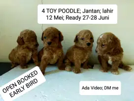 4 TOY POODLE; Jantan