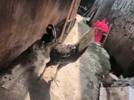 Jual ayam jago pelung