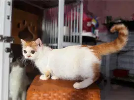 Kucing kitten munchkin super ceper