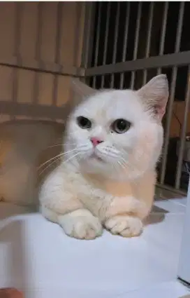 Bsh munchkin golden