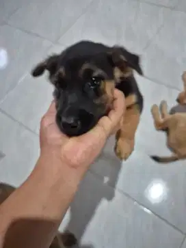 Anjing kampung hitam