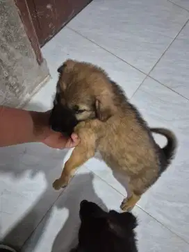 Anjing kampung jantan coklat