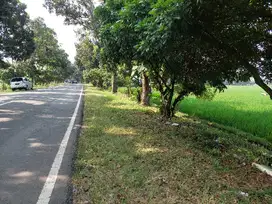 Tanah jln propinsi  sukaluyu Cianjur timur akses tronton