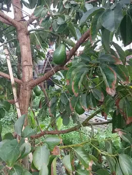 Tanah kebun alpuket sukawangi pamilihan sumedang