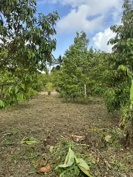 Jua tanah kebun durian montong di bali