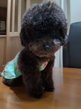 Tiny poodle betina grey