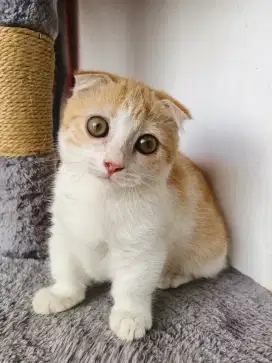 Munchkin gealic fold