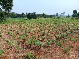 Dijual tanah harga dibawah NJOP