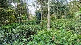 Kebun Teh Produktif 1200 m, Darangdan Pwk.