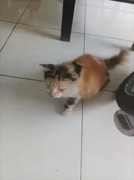 Jual kucing persia