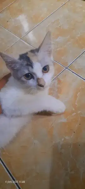Anak kucing persia x lokal