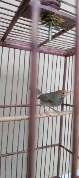 1 pasang prenjak tamu