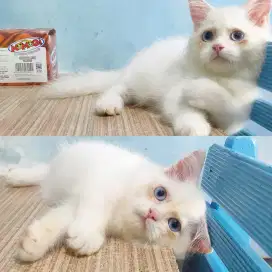 Munchkin longhair putih