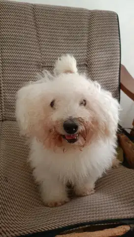 Adopsi Anjing Bishon