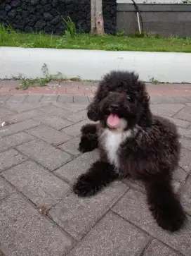 Adopsi anjing Poodle