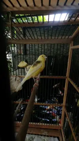 Kenari jantan Rasmi x af