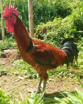 Ayam pelung jumbo kokok 15 detik lebih