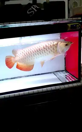 Ikan Arwana GR jumbo