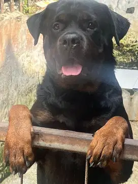 Rottweiler Jantan STB