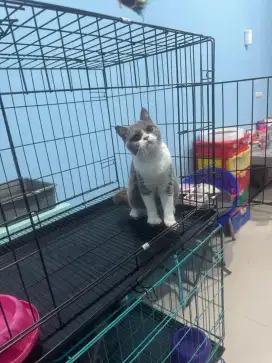 kucing british shorthair betina 100% pure full vaksin