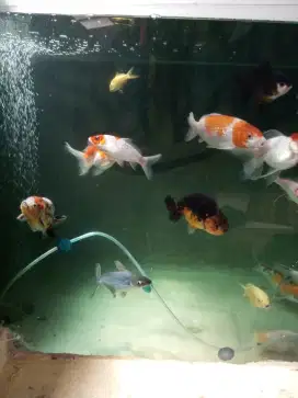 ikan koi dan koki