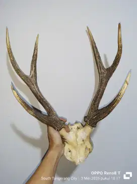 Tanduk RSA Tua Istimewa