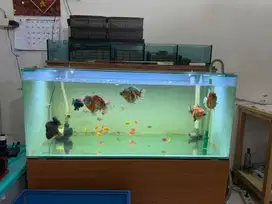 Aquarium 120cm x 60cm x 50cm full set
