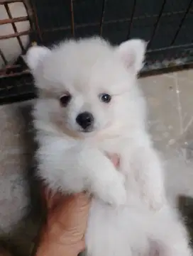 Minipom super glamor