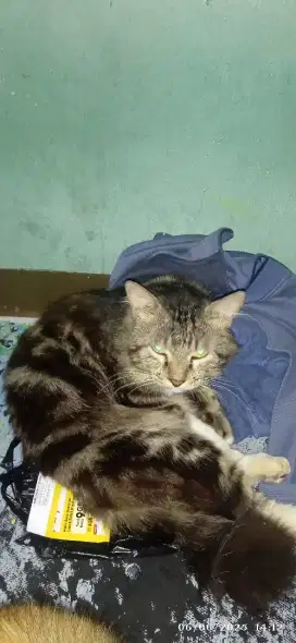 Jual kucing jantan usia, 1,5 tahun