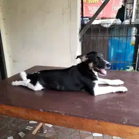 Anak anjing Ras Besar