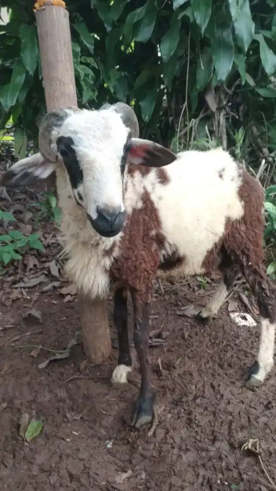 Domba aqiqah 2,3 - 4jt