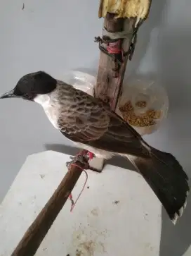 Burung kutilang pikat ranting