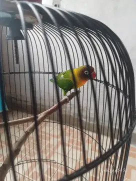 DiJual Lovebird jantan aktif ngekek,burung sehat