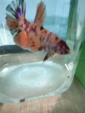Ikan Giant Nemo multicolor