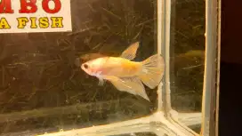 HMPK Yelow Gold