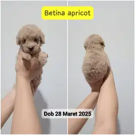Light Apricot Poodle Female