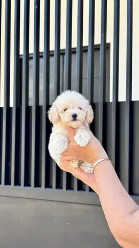 Light Apricot Poodle Female