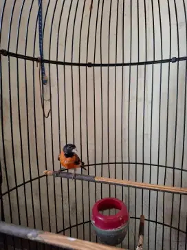 Red siskin gacor redsiskin rajin burung redsiskin masteran murai