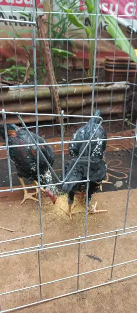 Anak ayam pakhoy X bangkok usia 2 bln