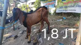 Kambing Qurban Berkualitas Super Murah
